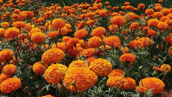 फूलमा आत्मनिर्भर नेपाल, तिहारका माला स्वदेशमै पर्याप्त
